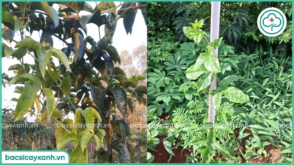 Phục hồi cây chanh dây bị vàng lá vàng ngọn